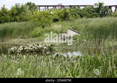 Ein leerer Gang und Süßwasser-Sumpf im Russell W. Peterson Urban Wildlife Refuge in Wilmington, Delaware Stockfoto