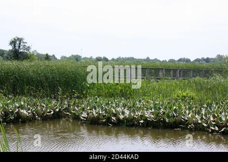 Blick auf einen leeren Gehweg entlang der Küste eines Süsswassersumpfes im Russell W. Peterson Urban Wildlife Refuge in Wilmington, Delaware Stockfoto