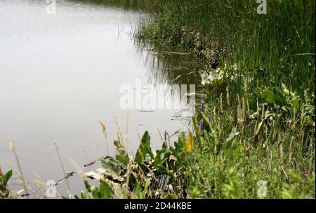 Die Küste eines Süsswasserzuges am Russell W. Peterson Urban Wildlife Refuge in Wilmington, Delaware Stockfoto