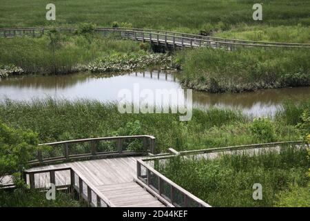 Landschaft eines Süsswasser-Sumpfes und eines leeren Gehwegs am Russell W. Peterson Urban Wildlife Refuge in Wilmington, Delaware Stockfoto