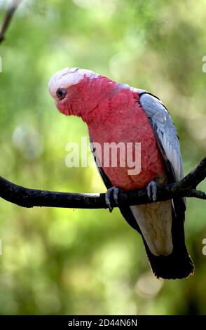 Ein australischer GALAH, der die Dinge von seinem Barsch in einem Baum in der Nähe des Mullum Mullum Creek Reserve in Victoria, Australien, im Auge behält. Stockfoto