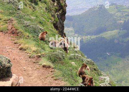 Ein erwachsener männlicher Gelada-Affe zeigt sein 'blutendes Herz' Brustfleck, während er mit anderen Geladas auf dem Mezezo Escarpment bei Debre nach Nahrung sucht Stockfoto