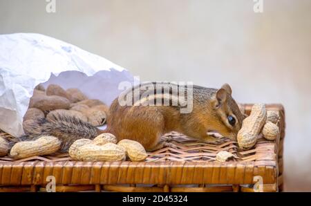 Tine chipmunk bekommt aus nächster Nähe und persönlich zu einem köstlichen Erdnuss noch in einer Schale Stockfoto