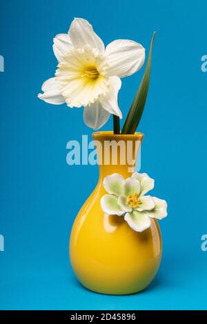 Einzelne weiße Narzisse in gelber Vase auf blauem Hintergrund Stockfoto