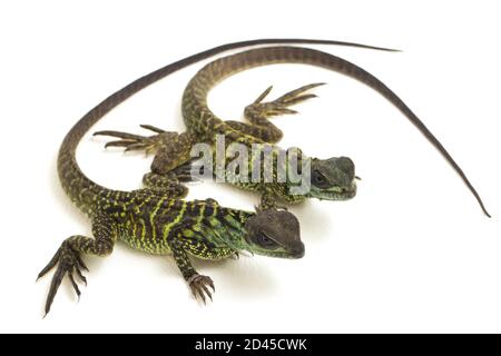 Juvenile Segelflossen-Dracheneidechse (Hydrosaurus weberi) isoliert auf weißem Hintergrund Stockfoto