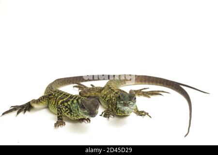 Juvenile Segelflossen-Dracheneidechse (Hydrosaurus weberi) isoliert auf weißem Hintergrund Stockfoto