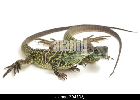 Juvenile Segelflossen-Dracheneidechse (Hydrosaurus weberi) isoliert auf weißem Hintergrund Stockfoto