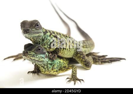 Juvenile Segelflossen-Dracheneidechse (Hydrosaurus weberi) isoliert auf weißem Hintergrund Stockfoto