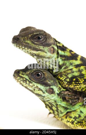 Juvenile Segelflossen-Dracheneidechse (Hydrosaurus weberi) isoliert auf weißem Hintergrund Stockfoto