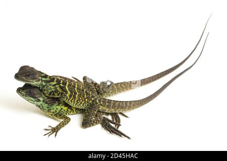 Juvenile Segelflossen-Dracheneidechse (Hydrosaurus weberi) isoliert auf weißem Hintergrund Stockfoto