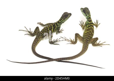 Juvenile Segelflossen-Dracheneidechse (Hydrosaurus weberi) isoliert auf weißem Hintergrund Stockfoto