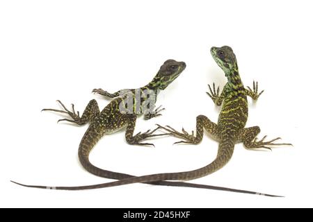 Juvenile Segelflossen-Dracheneidechse (Hydrosaurus weberi) isoliert auf weißem Hintergrund Stockfoto