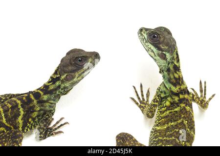 Juvenile Segelflossen-Dracheneidechse (Hydrosaurus weberi) isoliert auf weißem Hintergrund Stockfoto