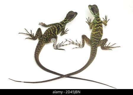 Juvenile Segelflossen-Dracheneidechse (Hydrosaurus weberi) isoliert auf weißem Hintergrund Stockfoto