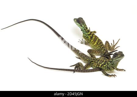 Juvenile Segelflossen-Dracheneidechse (Hydrosaurus weberi) isoliert auf weißem Hintergrund Stockfoto