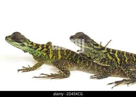 Juvenile Segelflossen-Dracheneidechse (Hydrosaurus weberi) isoliert auf weißem Hintergrund Stockfoto