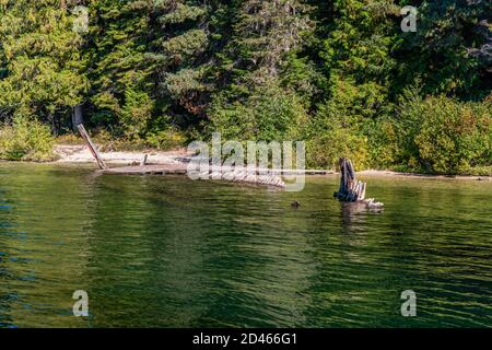 Tyee II Schiffswrack am Priest Lake, Idaho. Stockfoto