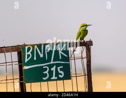 Niedlicher kleiner Biene-Esser Vogel, der auf einem Metallzaun thront Stockfoto