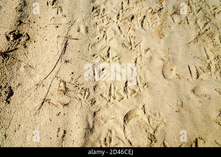 Tiere und Menschen drucken auf einem Sand Stockfoto