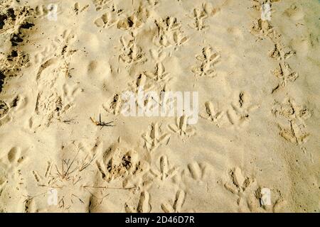 Tiere und Menschen drucken auf einem Sand Stockfoto