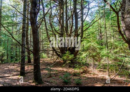 Laurentians Parks und Naturschutzgebieten Stockfoto