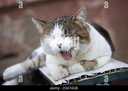 Eine niedliche Katze liegt auf einer Bank und gähnt auf der Straße. Stockfoto