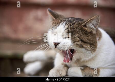 Eine niedliche Katze liegt auf einer Bank und gähnt auf der Straße. Stockfoto