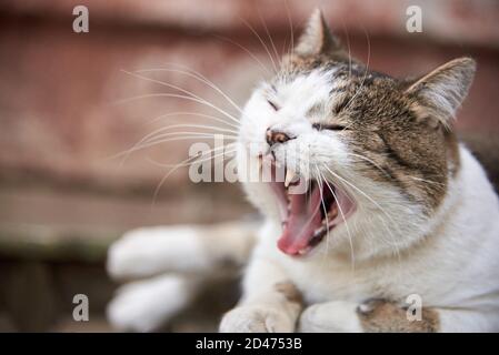 Eine niedliche Katze liegt auf einer Bank und gähnt auf der Straße. Stockfoto