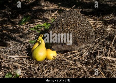 Ein junger Igel sammelt früh morgens Birnen Der Garten Stockfoto