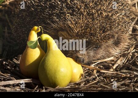 Ein junger Igel sammelt früh morgens Birnen Der Garten Stockfoto