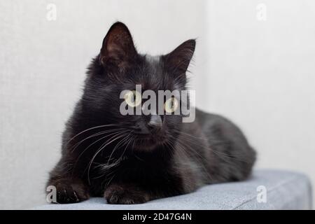 Porträt einer schwarzen Katze mit gelben Augen auf dem Sofa Stockfoto