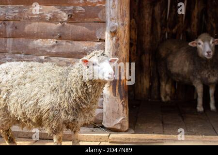Ein weißes lockiges Schaf in einem Holzstift. Schafzucht. Stockfoto