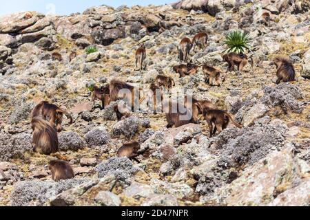 Herde vom Aussterben bedrohte endemische Tier Gelada Affe auf Felsen, mit Blick auf die Berge. Theropithecus gelada, im äthiopischen natürlichen Lebensraum Simien Mountains, Afrika Stockfoto