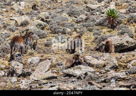 Herde vom Aussterben bedrohte endemische Tier Gelada Affe auf Felsen, mit Blick auf die Berge. Theropithecus gelada, im äthiopischen natürlichen Lebensraum Simien Mountains, Afrika Stockfoto