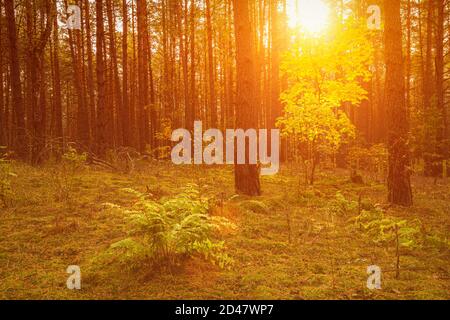 Ahorn mit goldenen Blättern im herbstlichen Kiefernwald bei Sonnenuntergang oder Sonnenaufgang. Sonnenstrahlen zwischen Baumstämmen. Stockfoto