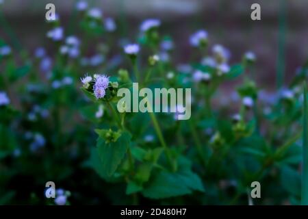 Violette Blume des grünen Blattes verschwommen und kopieren Raum Hintergrund, selektierte Fokus Bild, Nahaufnahme Stockfoto