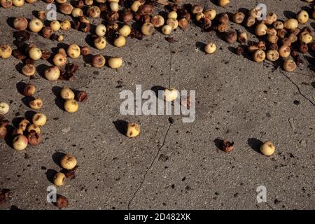 Faule Äpfel liegen auf dem Asphalt. Tiefe Schatten fallen von den Äpfeln. Stockfoto