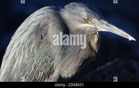 Die ruhephase Lava Heron oder Galapagos Heron (Butorides sundevalli) am Strand von Puerto Baquerizo Moreno. Dieser Vogel ist endemisch auf Galapagos. Puerto Baqu Stockfoto