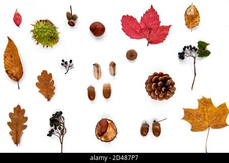 Herbstkomposition. Muster aus getrockneten Blättern, Ästen, Tannenzapfen, Beeren, Kastanien und Eicheln isoliert auf weißem Hintergrund. Vorlagenmockup Stockfoto