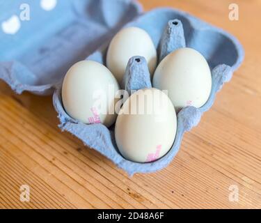 Frische Bio-Freilandeier, Blaue Eier Stockfoto