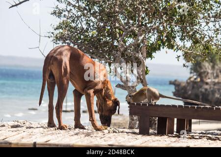 Haustiere - der Affe und ein Hund als Haustiere, spielen in der Nähe des Wassers auf der Bank der luxuriösen Lodge, die für Touristen gemacht wurde Stockfoto