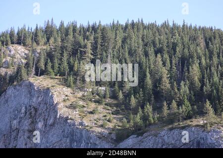 Natur Pinienwald Landschaft in Karpaten Berge, Rumänien Stockfoto