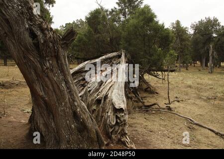 LA FUENTONA, SORIA, SPANIEN Stockfoto