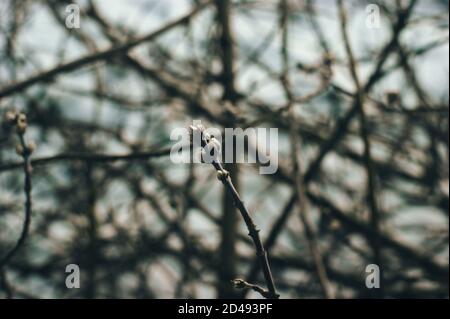 Die Nieren auf dem Zweig im Winter Stockfoto