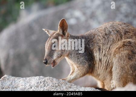 Brisbane, Queensland, Australien. September 2020. Allied Rock Wallaby gesehen an Magnetic Island's Geoffrey Bay. Kredit: Joshua Prieto/SOPA Images/ZUMA Wire/Alamy Live Nachrichten Stockfoto