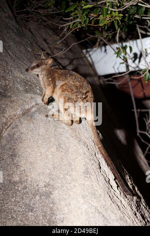 Brisbane, Queensland, Australien. September 2020. Allied Rock Wallaby at Magnetic Island's Geoffrey Bay, Queensland, Australien Credit: Joshua Prieto/SOPA Images/ZUMA Wire/Alamy Live News Stockfoto