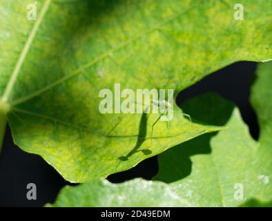 Eine kleine japanische Mantis auf einem Blatt Stockfoto