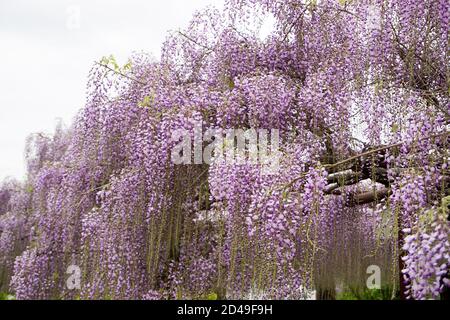 Die Glyzinien-Blumen wurden auf der gesamten Leinwand fotografiert. Stockfoto