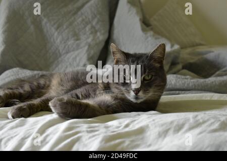 Meine nette und freundliche Nachbarkatze Stockfoto