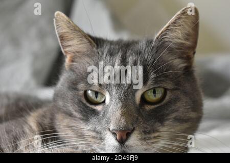 Meine nette und freundliche Nachbarkatze Stockfoto